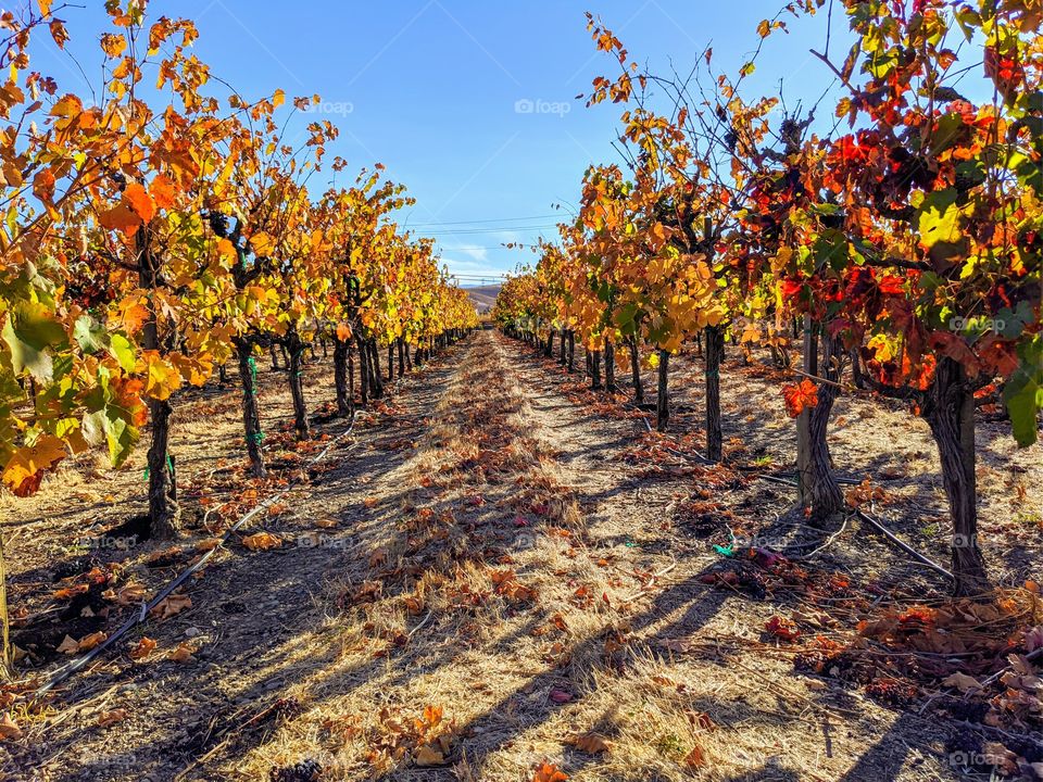 Winery in the fall is full or grapes and colors. Orange, yellow and green leaves for green and red grapes. Vineyard.