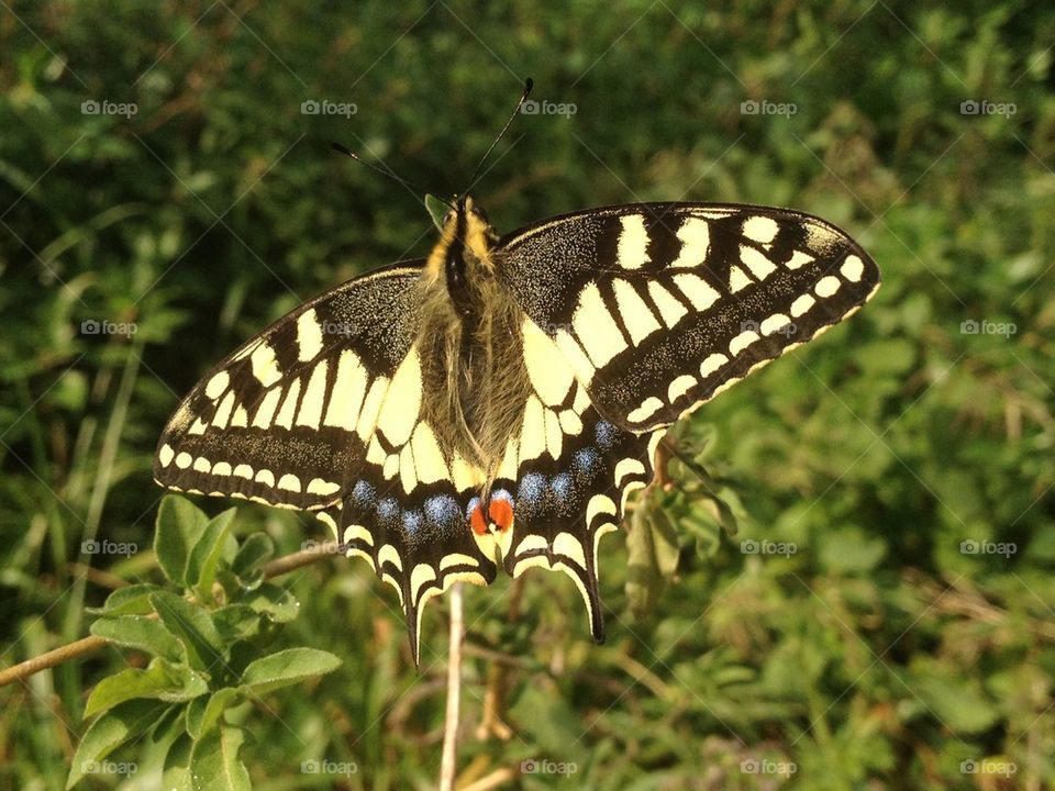 Iphone butterfly 