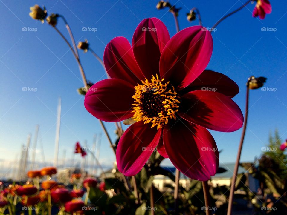 Close-up of a pink flower