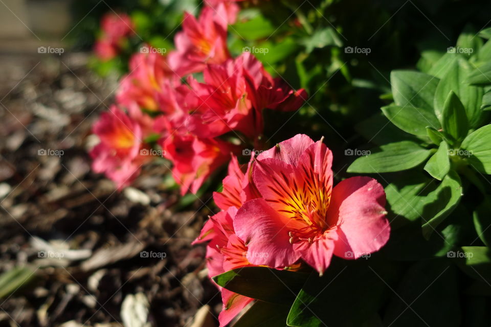 Red flower called alstroemeria
