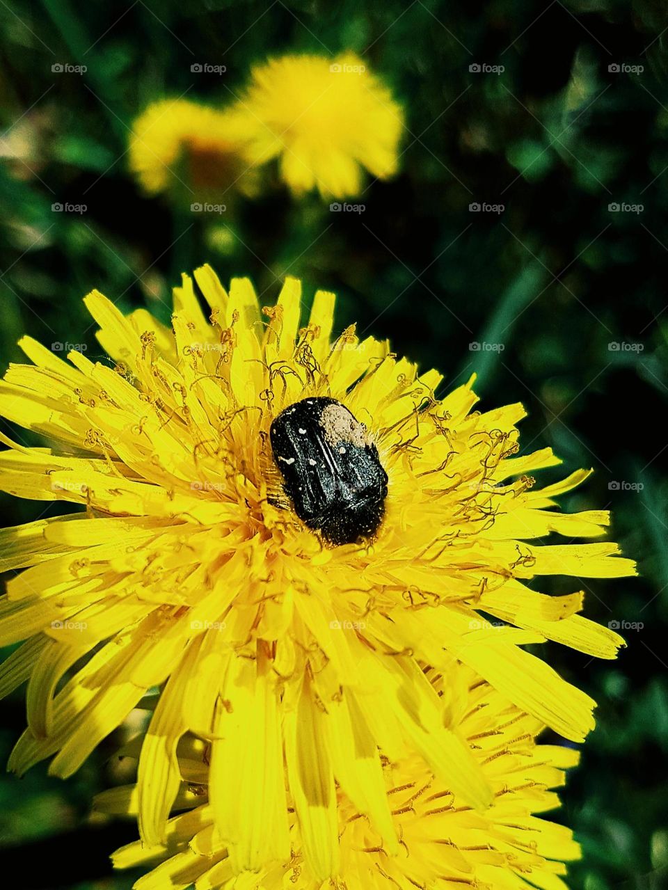 yellow flower