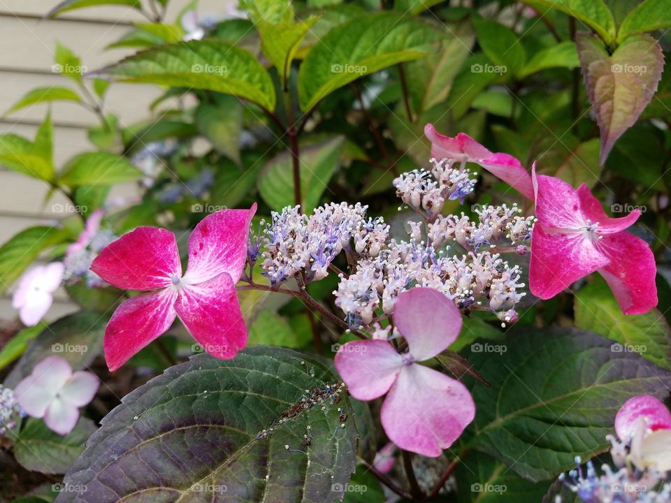 hydrangea beauty