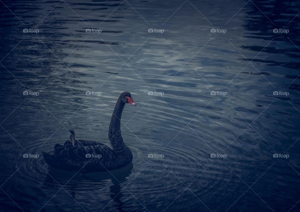 A black swan glides along gently rippled dark water