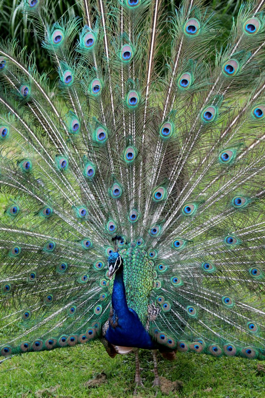 Peacock