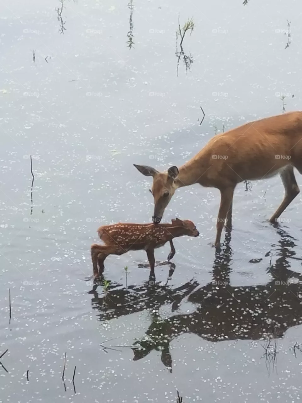 Deer