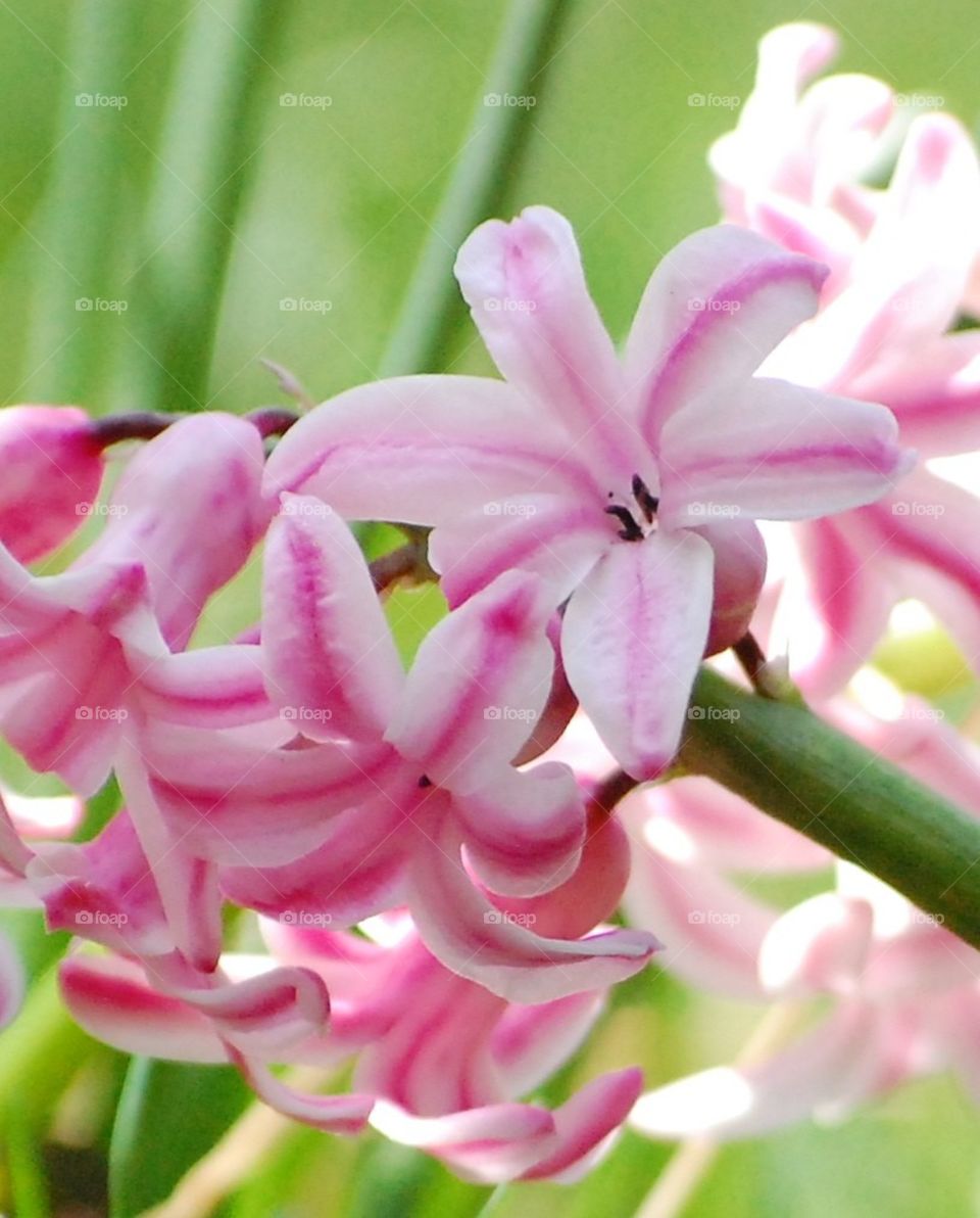 Sweet hyacinth 