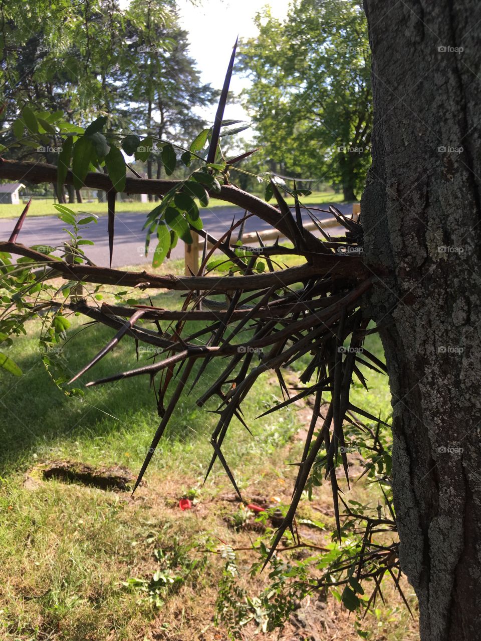 Thorn tree burst 