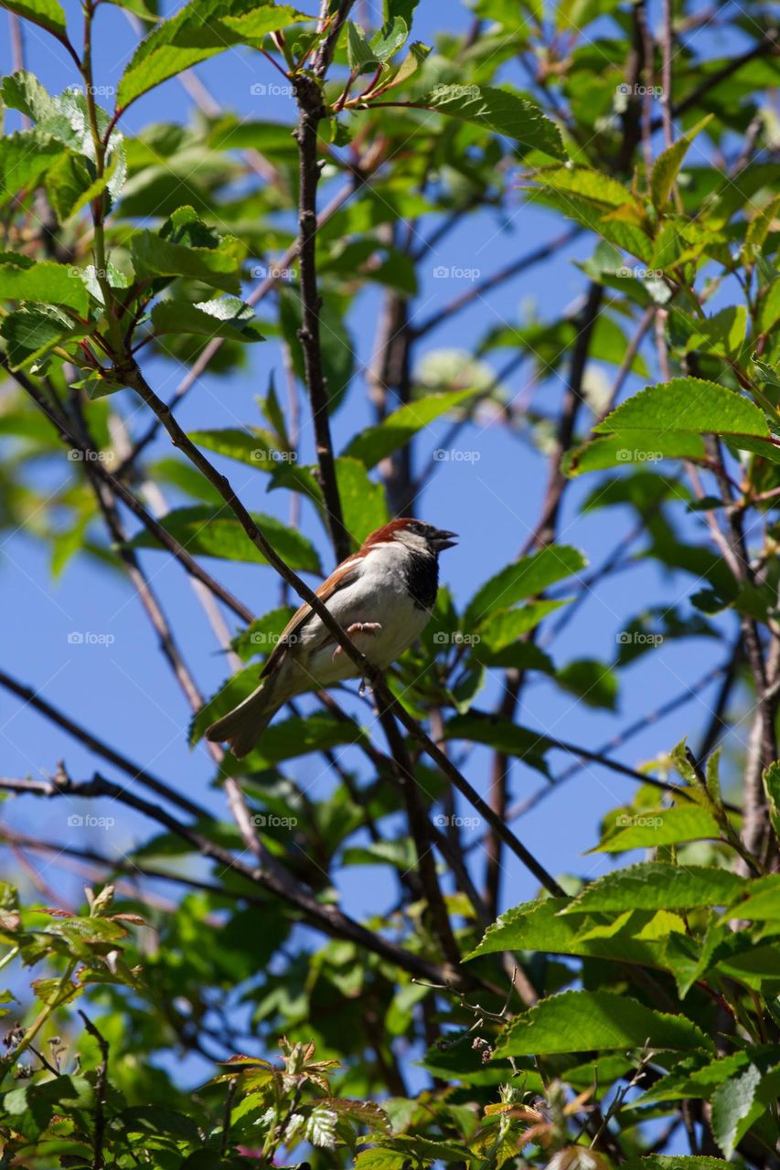 bird mid chirp in a tree