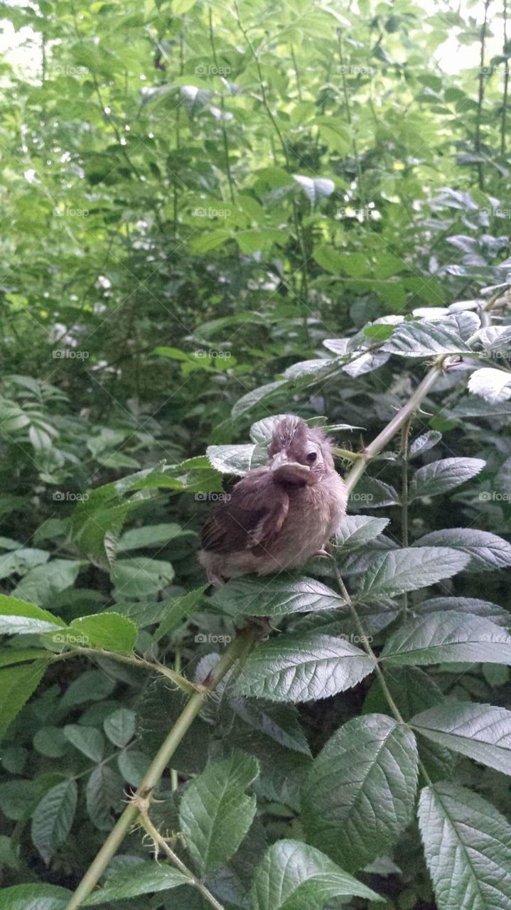Bird Baby