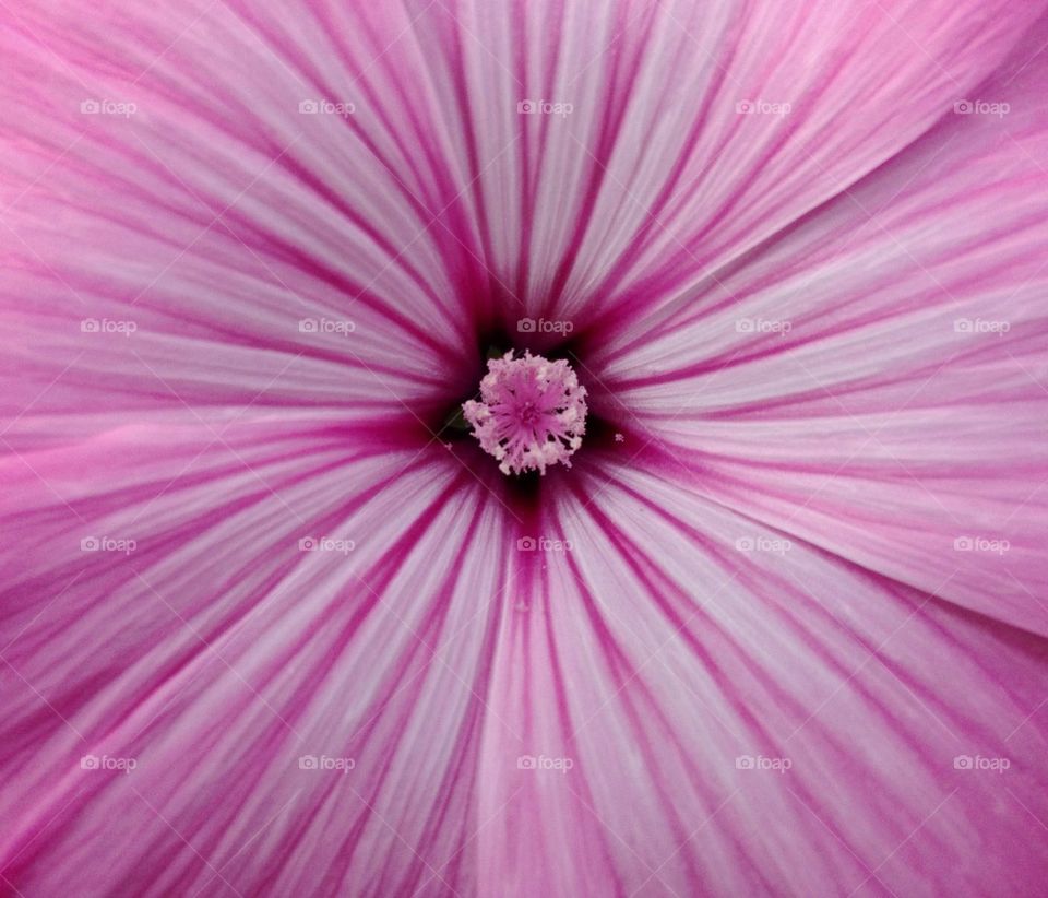 Full frame of pink flower
