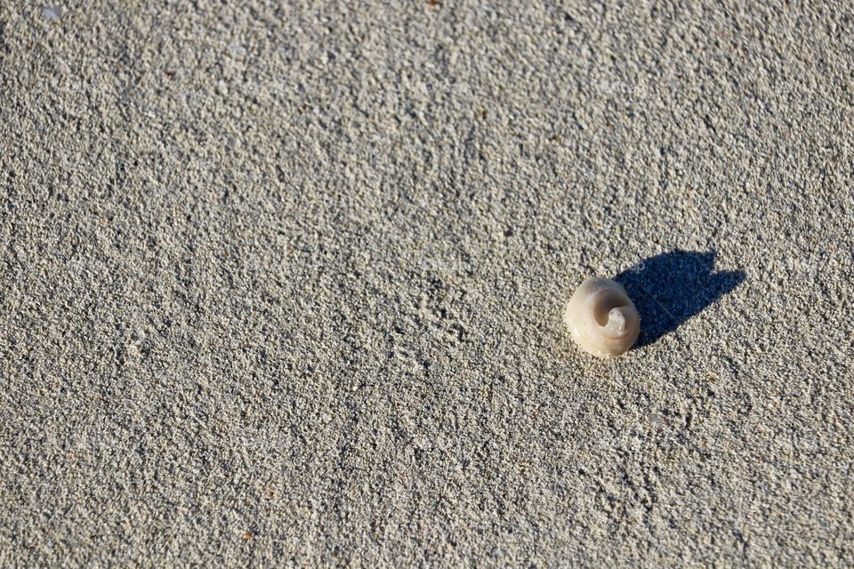 Single tiny round seashell on sand minimalist space for text