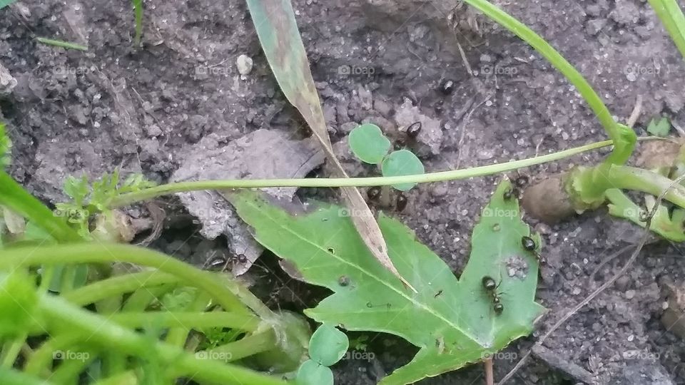ants crawl across a leaf in the garden