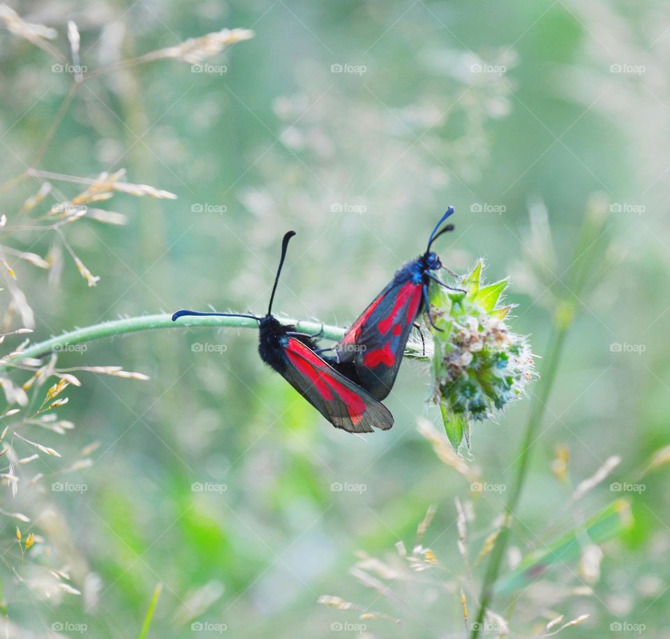 two beetle butterflies love in green grass