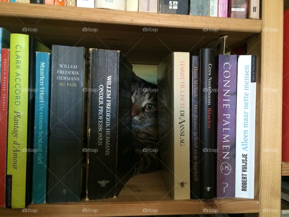 Cat hides behind the books in the bookcase 