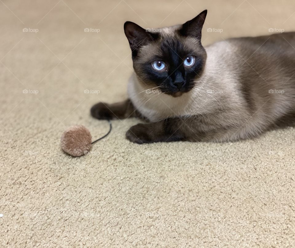Ragamese USA Cat playing with his favorite toy