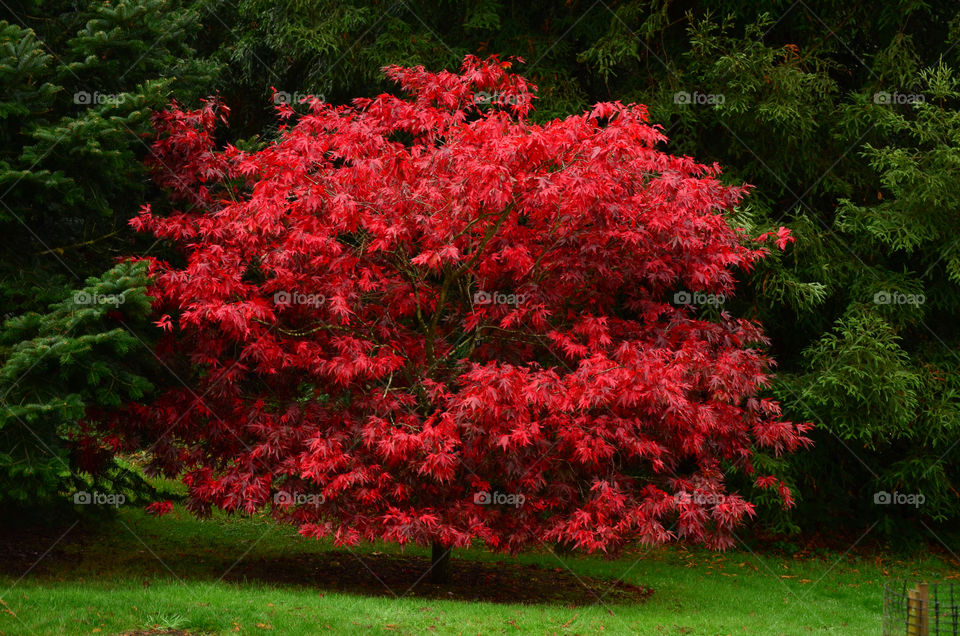 green red tree leaves by ShutterBug_NikonGirl