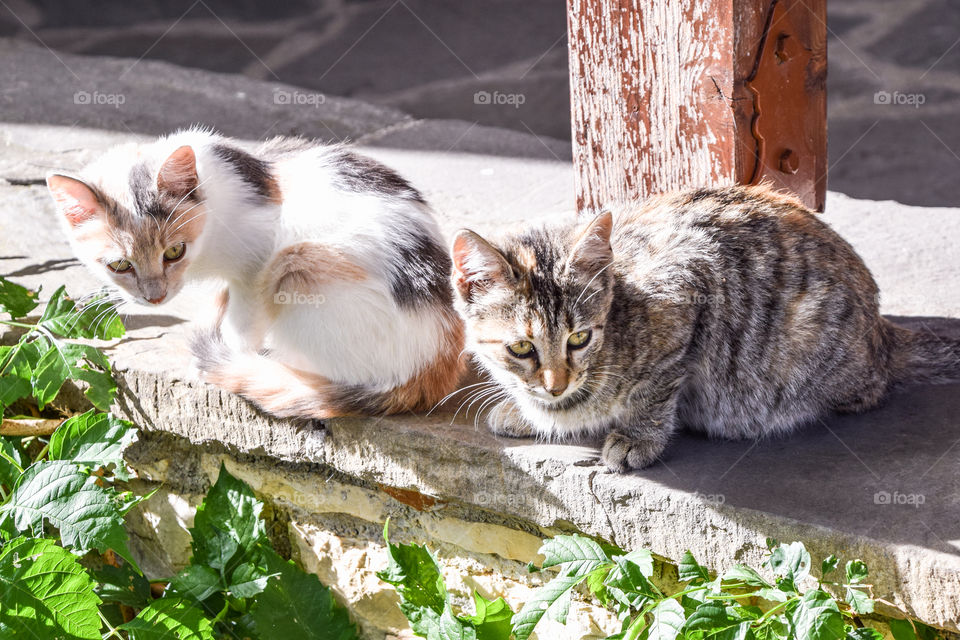 Cat, Mammal, Cute, Animal, Fur