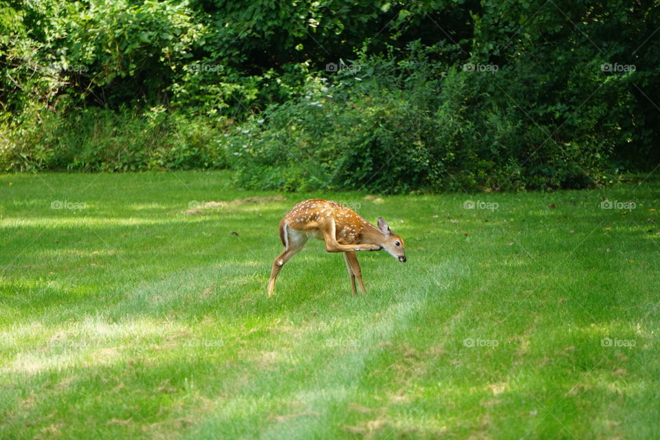 Must... get... that... itch!!! 