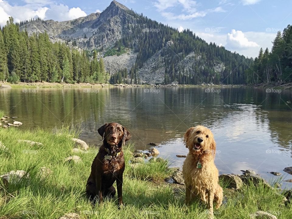 A chocolate lab and goldendoodle pose for a photo after a swim in a high mountain lake near McCall, Idaho. 