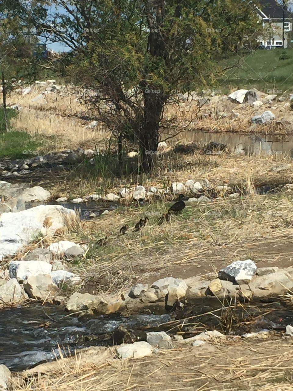 Baby Ducks and Mommy Ducks in Oquirrh Lake Park, South Jordan, Utah. In Daybreak. Copyright © CM Photography. May 2019. 