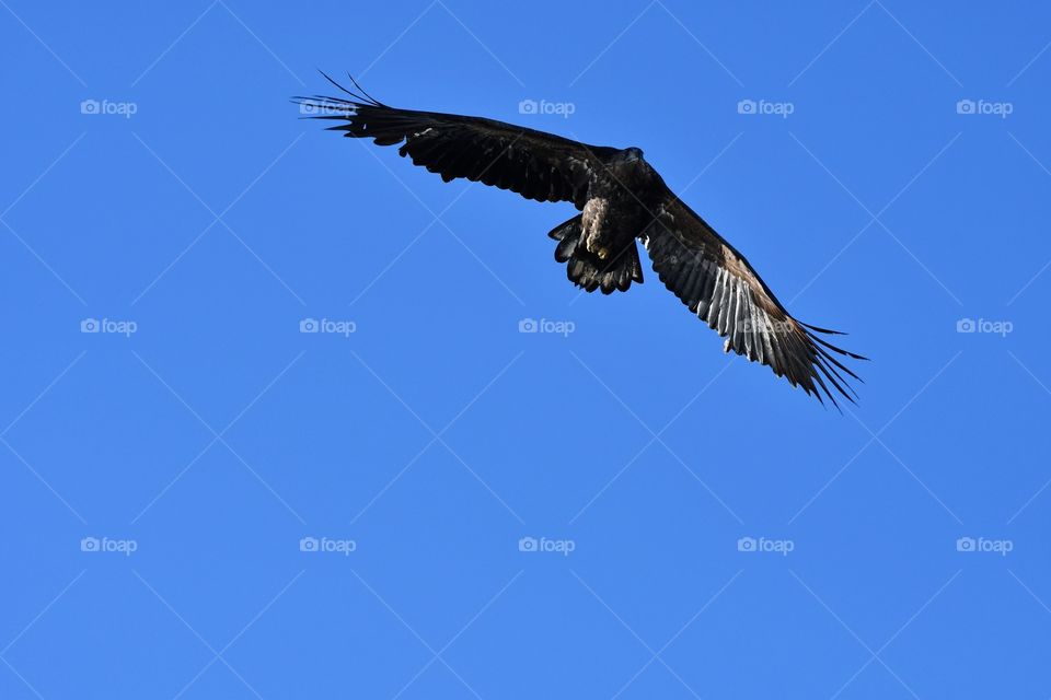 Majestic sea eagle