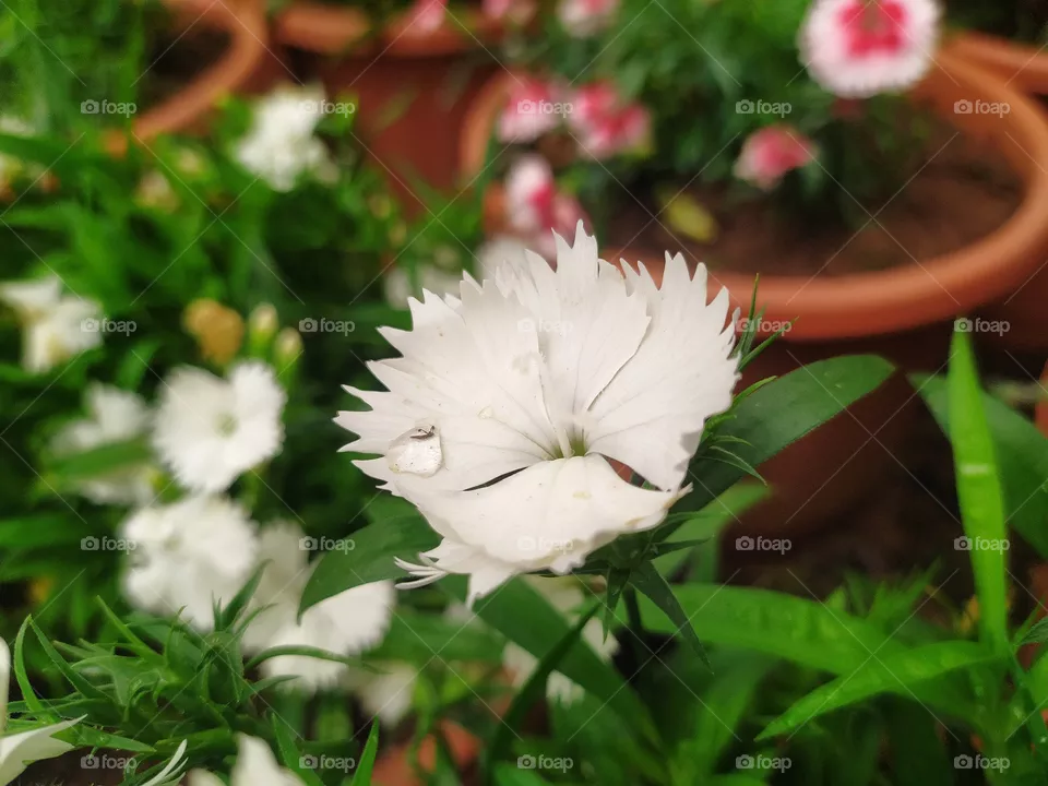 flower lovely and lover photography....😍✨🤍
