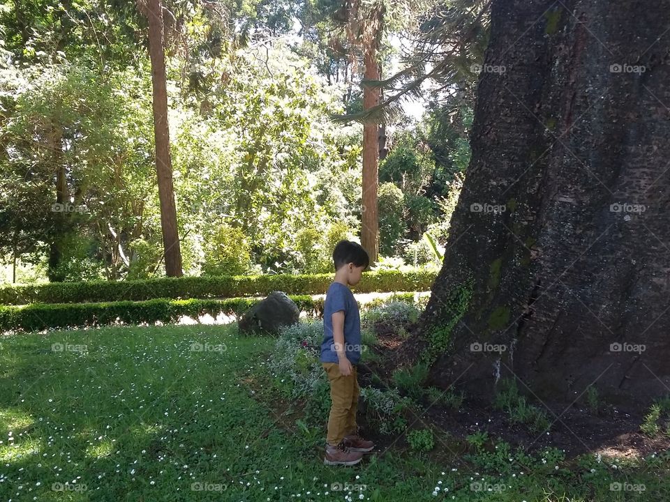 The tree and the boy