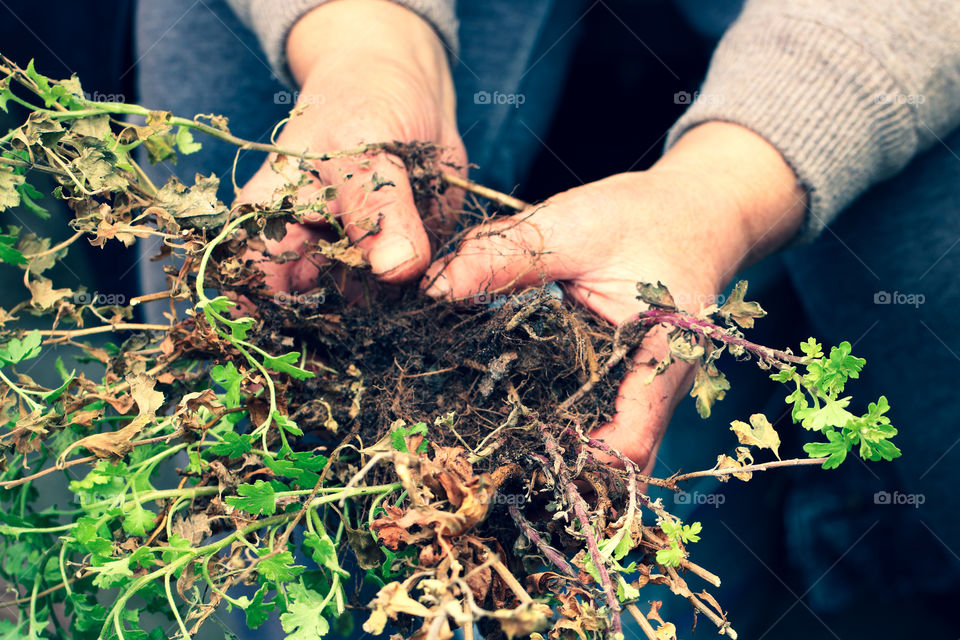 Human hands holding plants for gardening