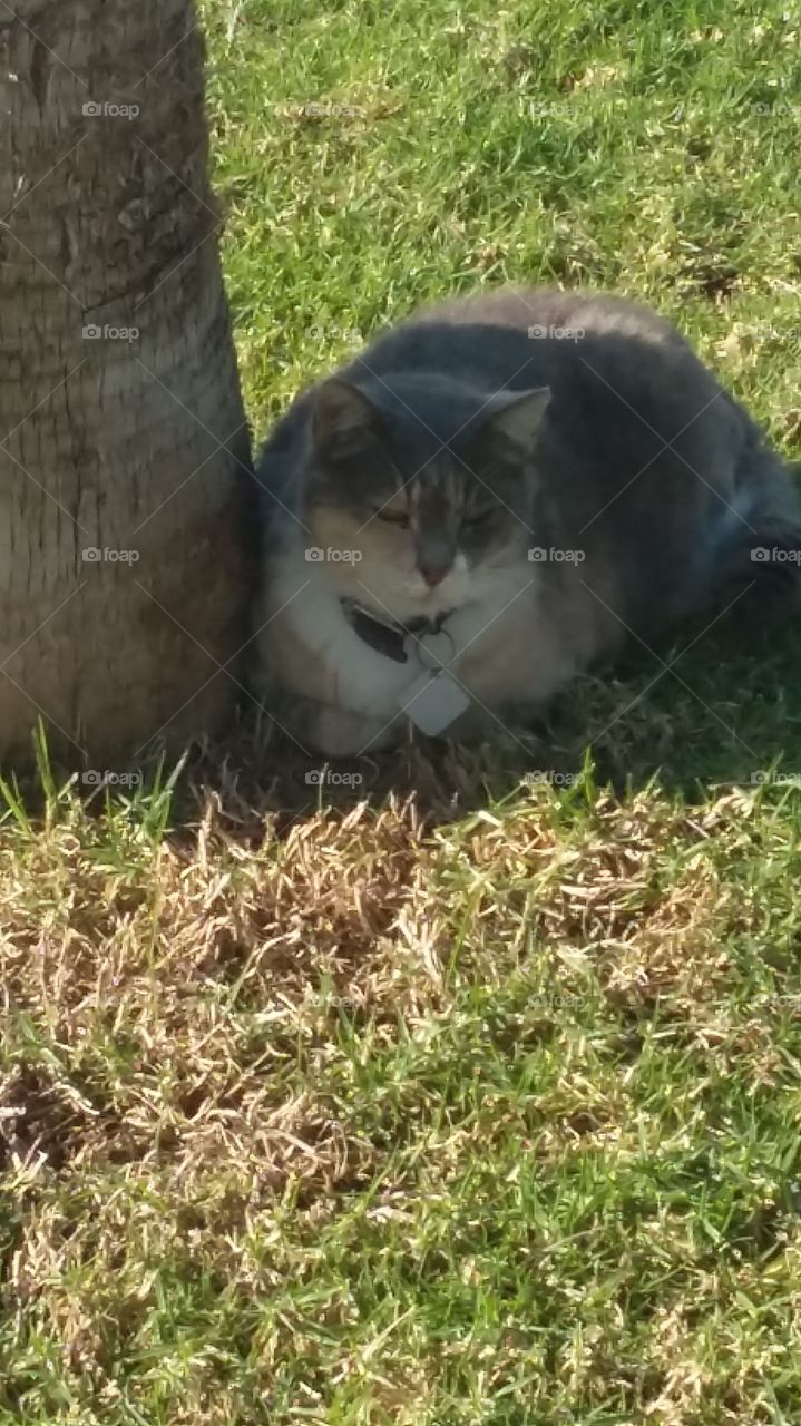 Cyprus cat