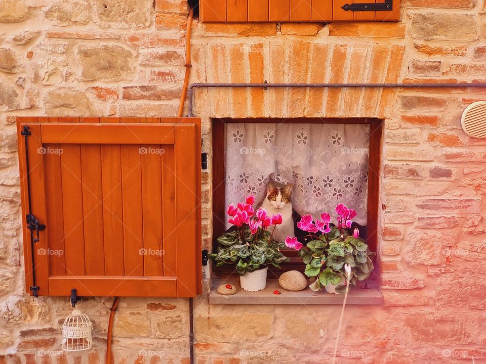 curious kitten observes from the window what is happening outside