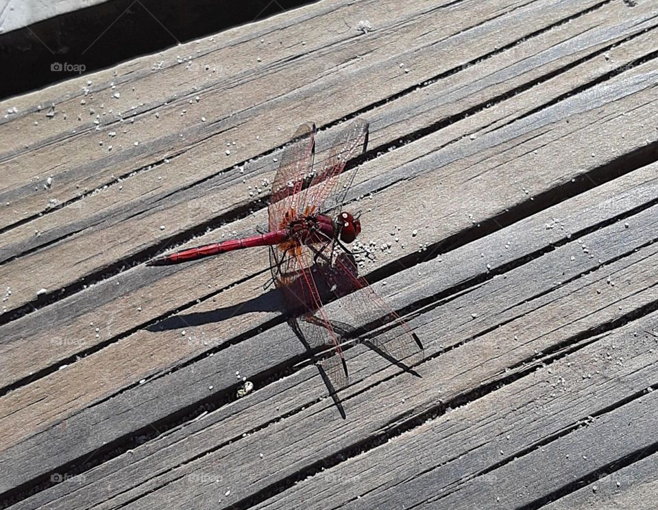 Magenta dragonfly