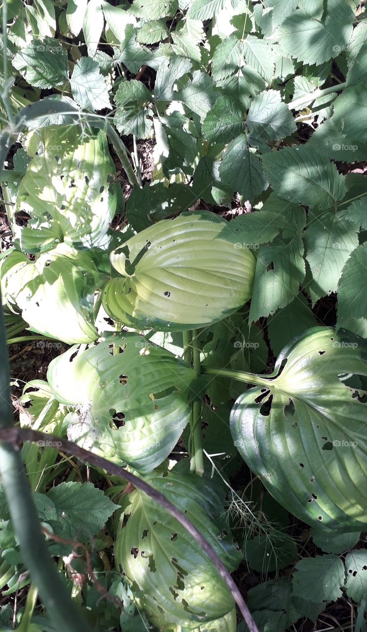 hosta in sun and shade