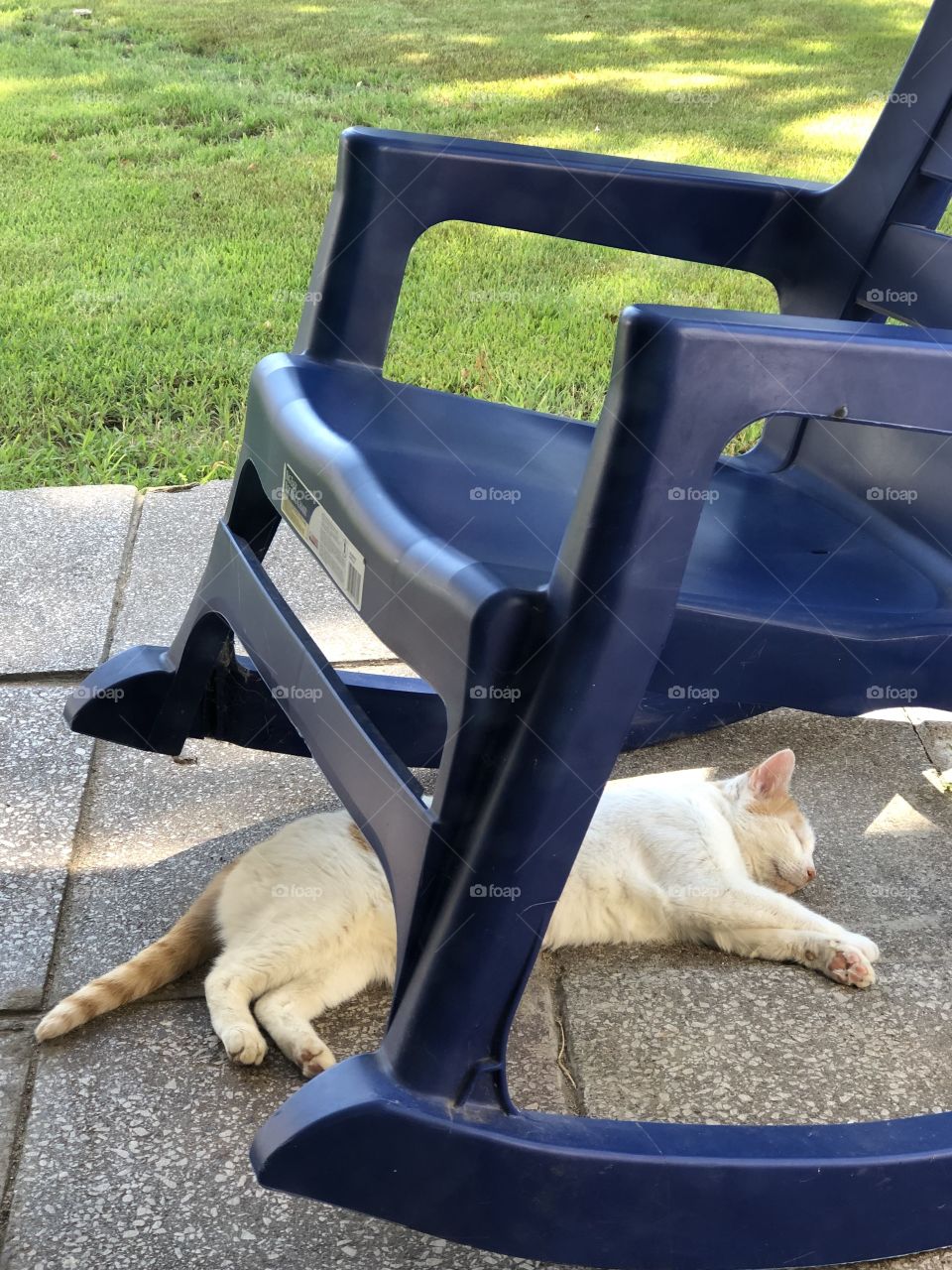 cat in shade