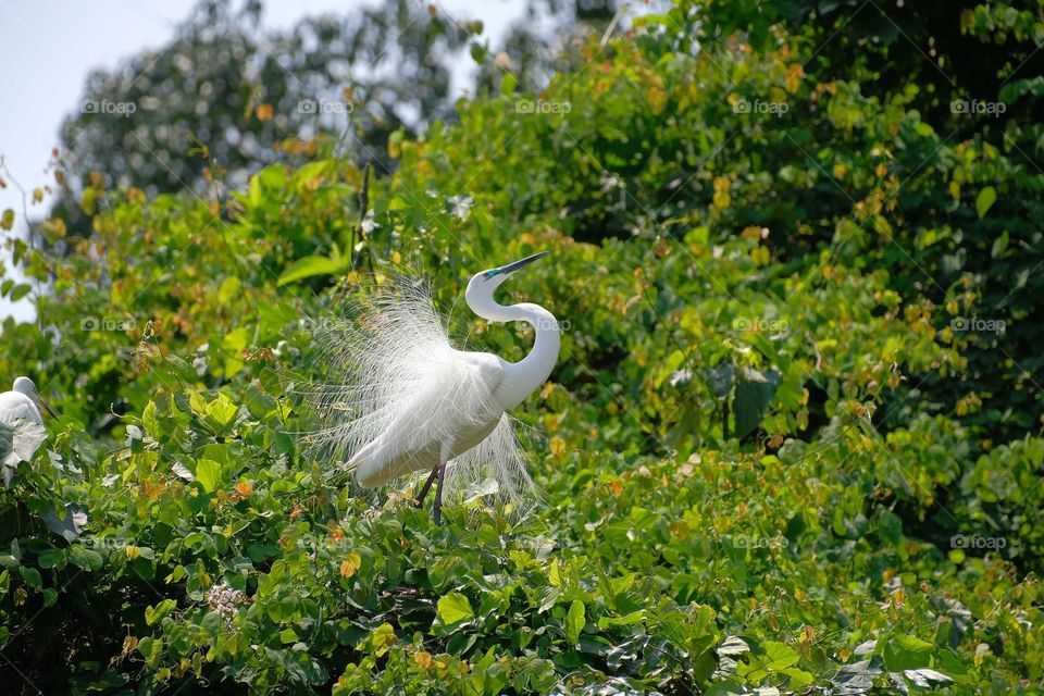 lovely white colour bird