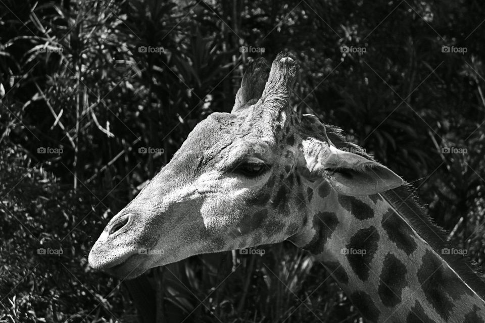 Giraffe