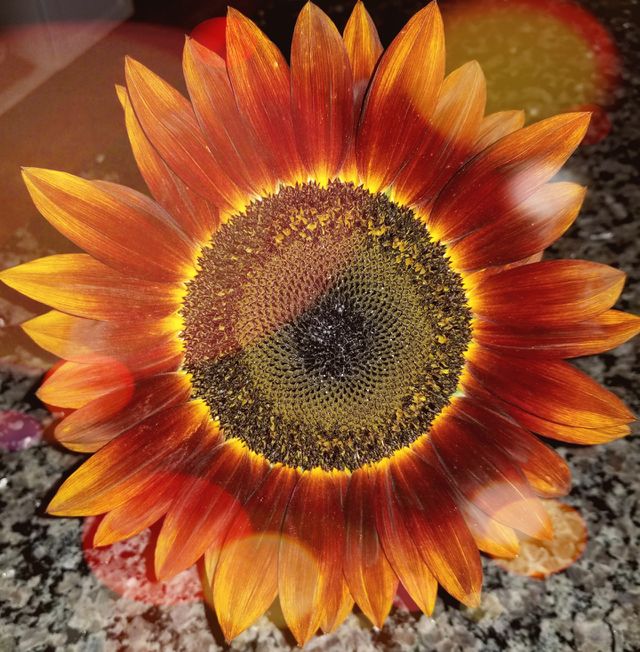 Sunflower Glory