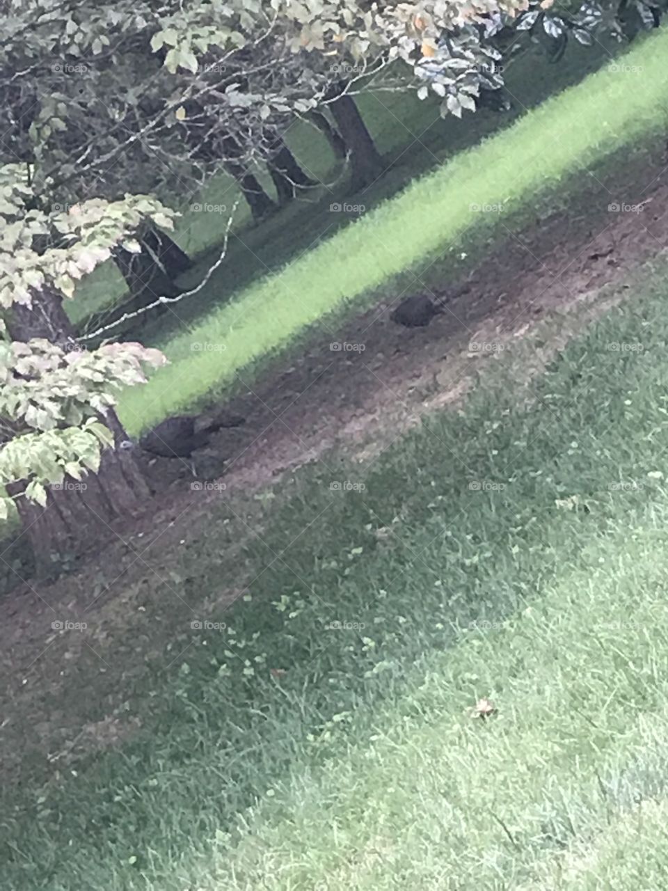 Pleasant photo of two turkeys taking shelter under a tree on a hot summer day.