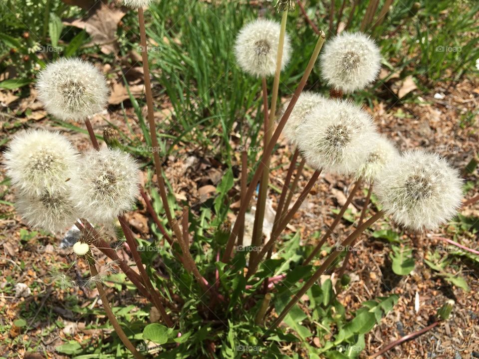 Dandelions