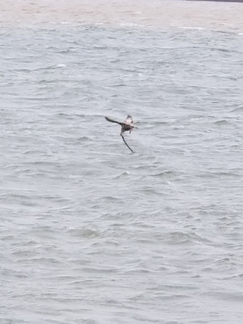 Playing with a Stick!
