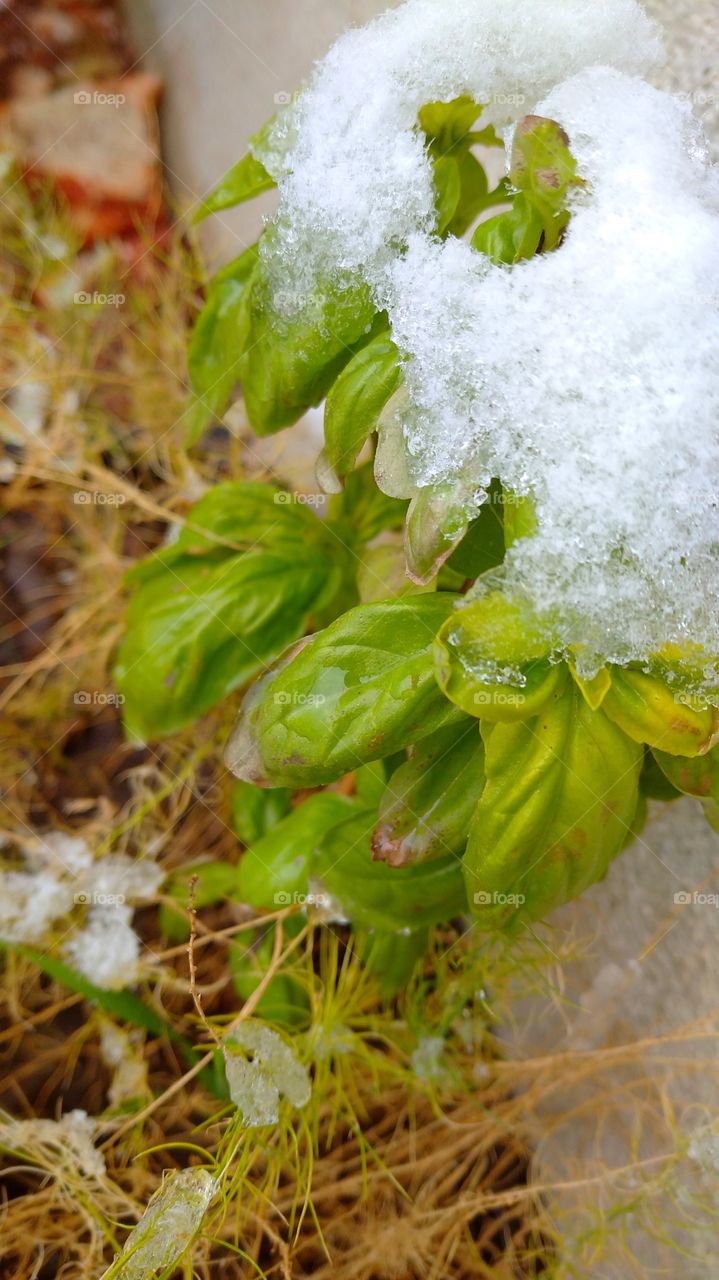 Basil under the snow