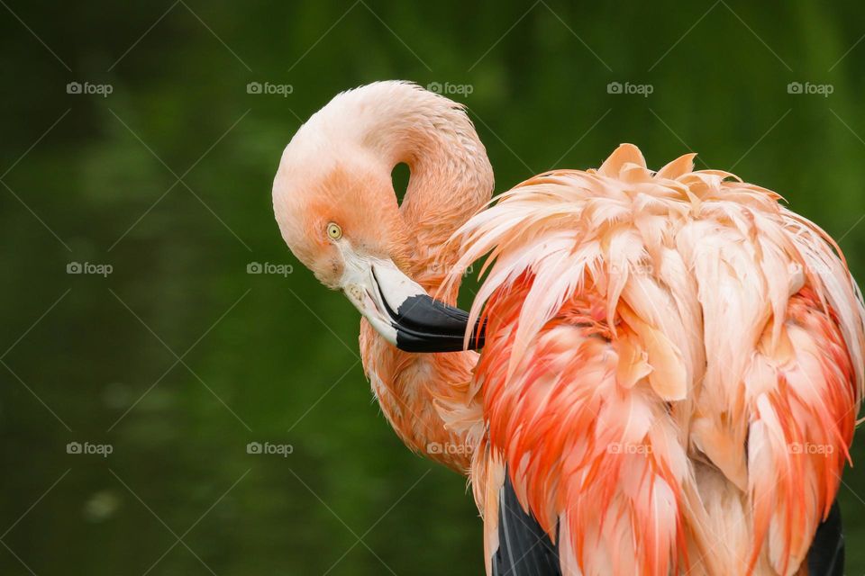 Pink flamingo close up portrait