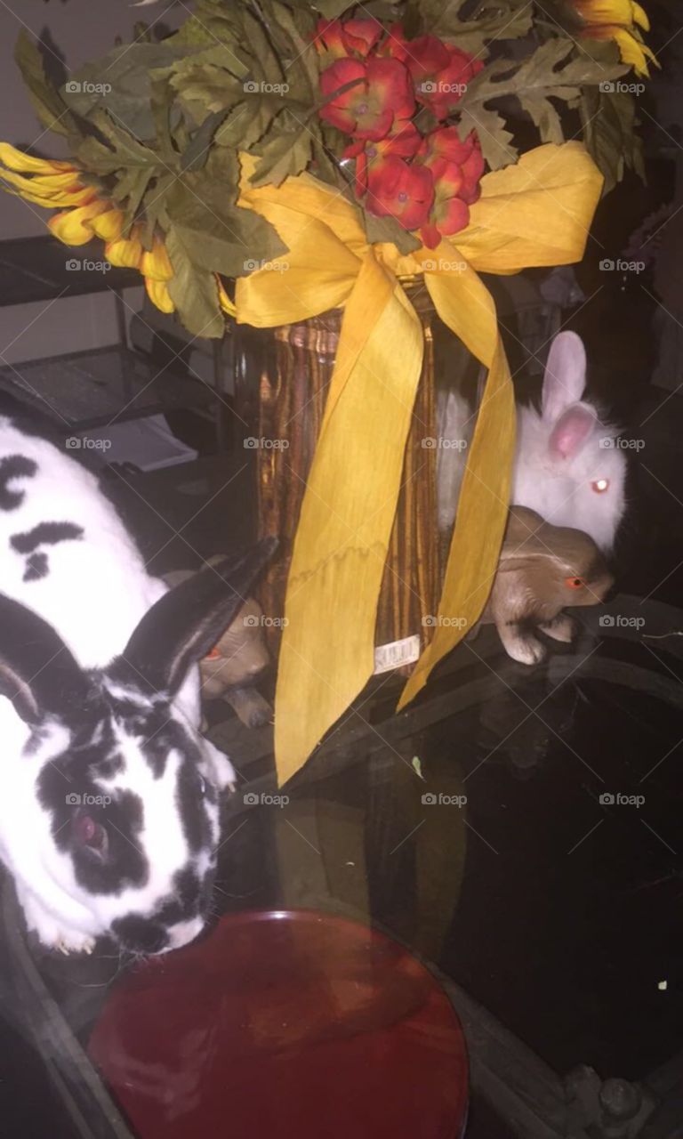 These Furry Sisters are just meeting for the first time. Cute and Cuddly is their middle name 