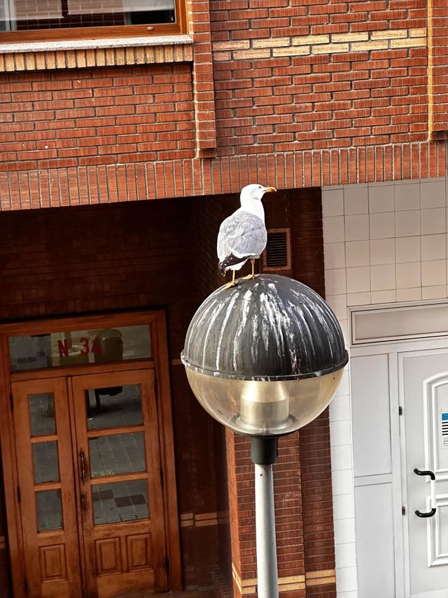 La gaviota viendo mi ventana 