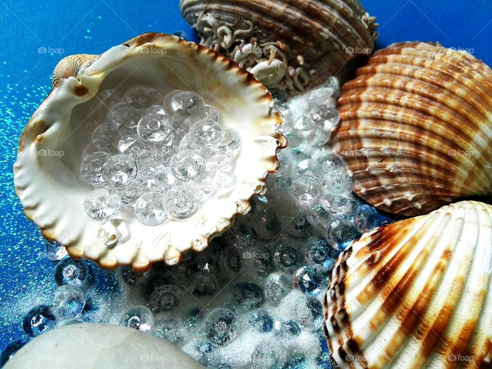 sea shells decoration