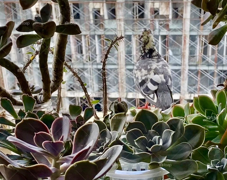 Regular visitor to the little garden in the sky. Pigeon at our balcony succulent gardens.