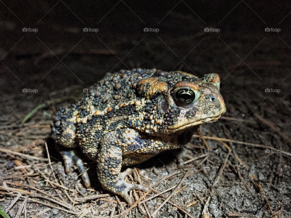 Toad at night