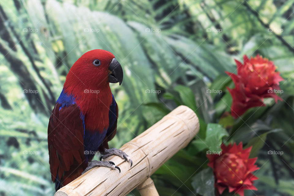 Eclectus parrot