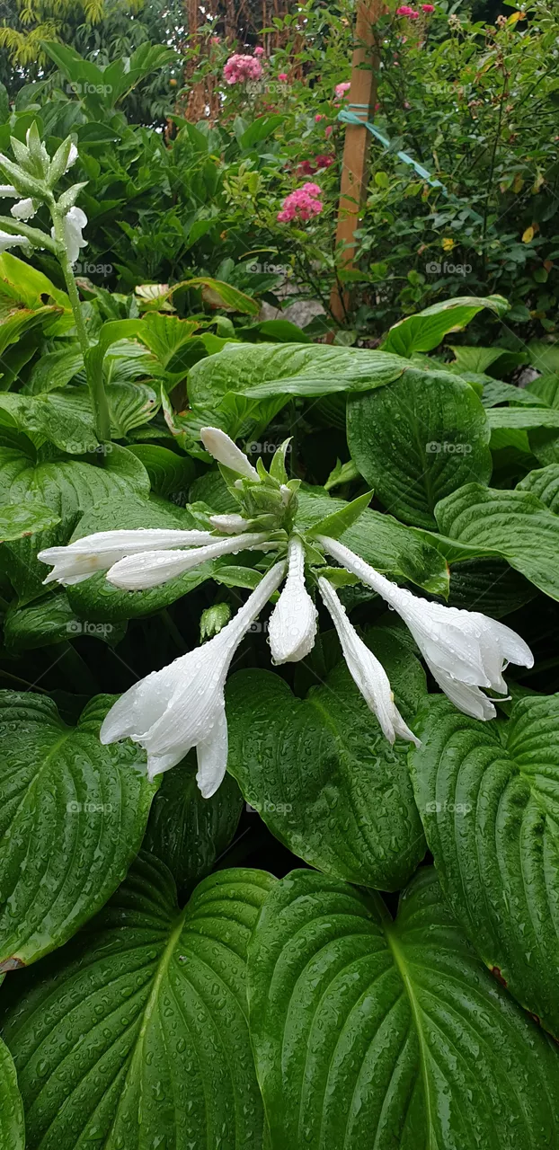 white flowers