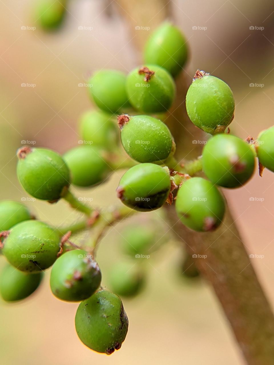 green fruit, I don't know what fruit?🫒🤔😄