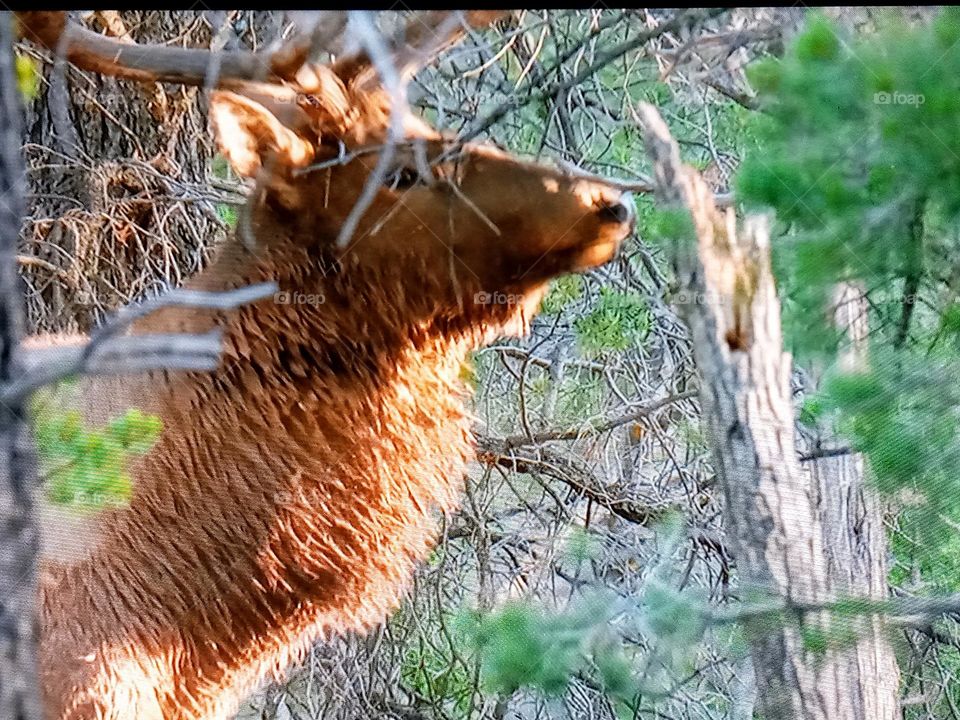 one animal between tree branch
